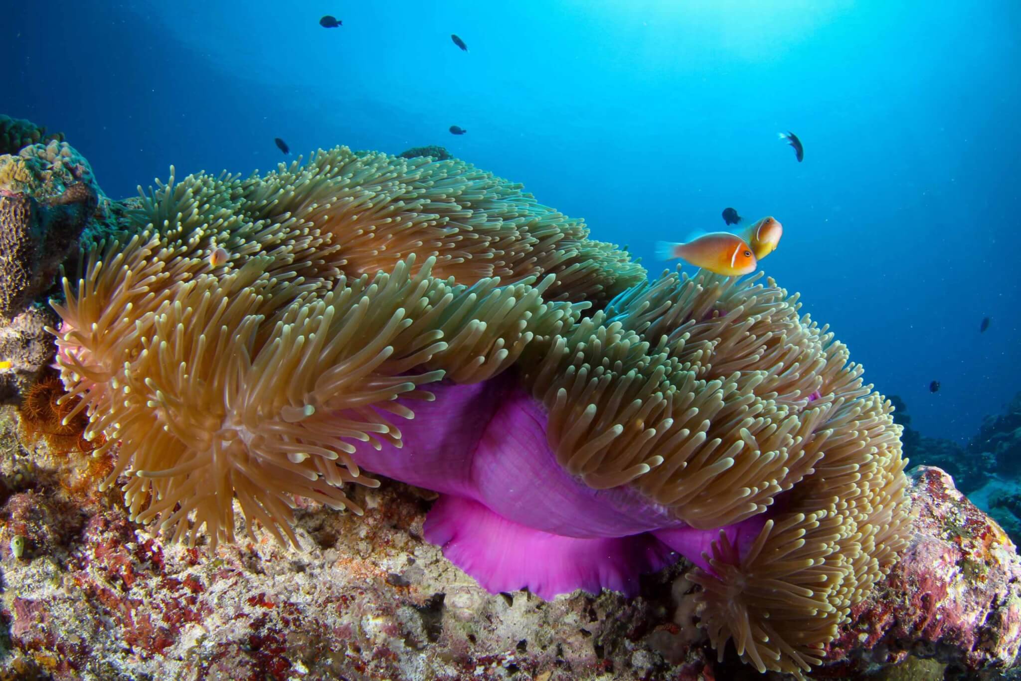 Pacific Islands project in Nauru