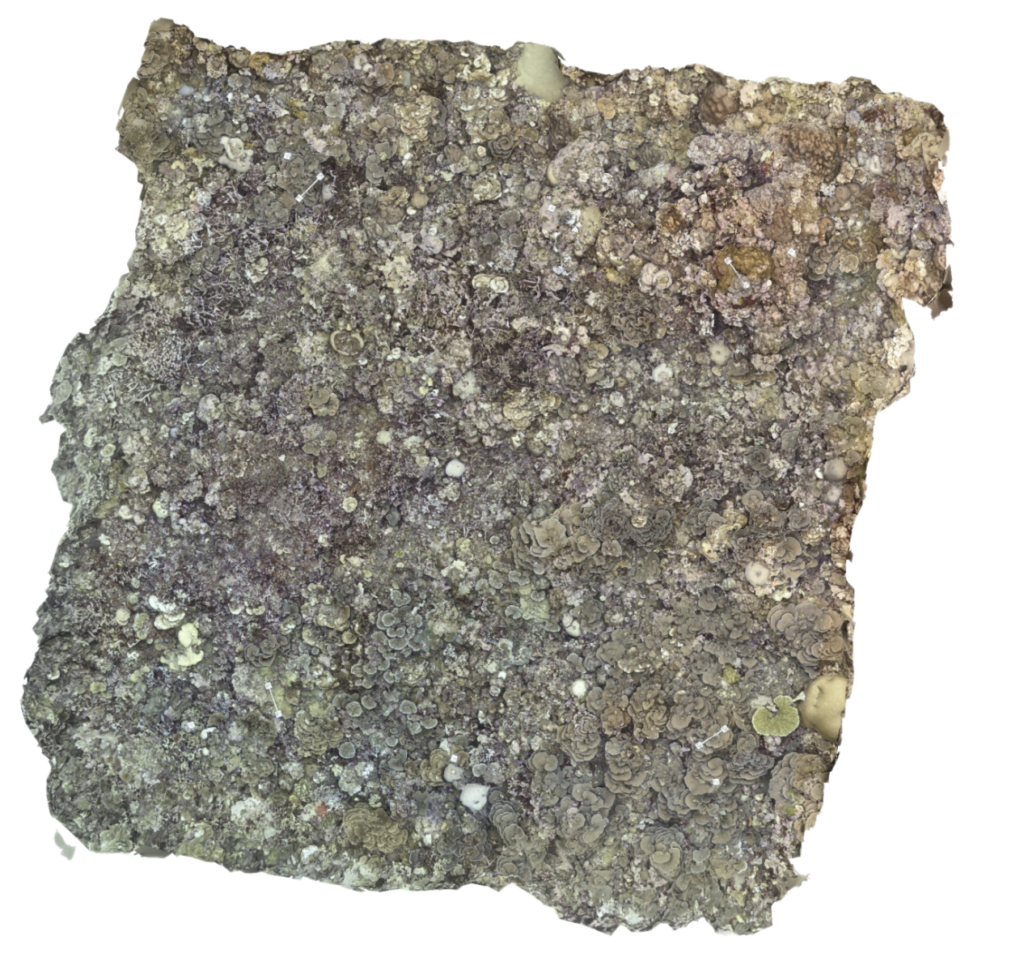 An orthomosaic model that was created for a community managed area in Yap, Federated States of Micronesia.